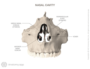 nose passageway and palate