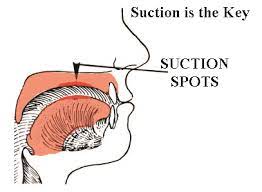 tongue suction rest position