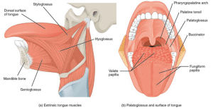 tongue opens airway by moving hyoid bone